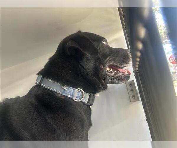 Medium Photo #1 Labrador Retriever-Unknown Mix Puppy For Sale in Houston, TX, USA