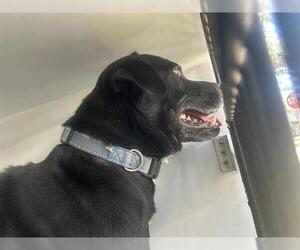 Labrador Retriever-Unknown Mix Dogs for adoption in Houston, TX, USA