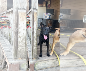 Huskies -Labrador Retriever Mix Dogs for adoption in The Woodlands, TX, USA