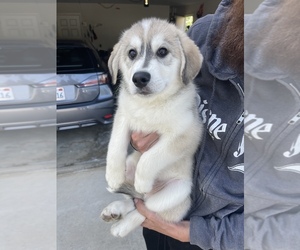 Australian Shepherd-Sharberian Husky Mix Puppy for sale in ARLINGTON, CA, USA