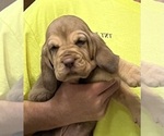 Liver and Tan F - Female Bloodhound Puppy for Sale - Photo #4