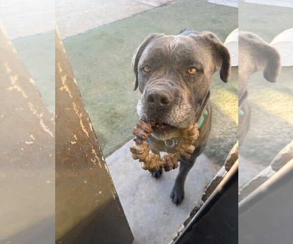 Medium Photo #4 Mutt Puppy For Sale in Goodyear, AZ, USA