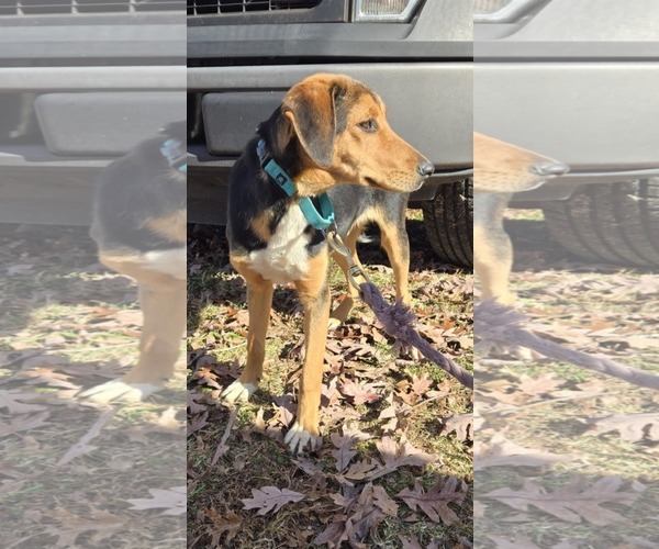 Medium Photo #2 German Shepherd Dog-Unknown Mix Puppy For Sale in Rustburg, VA, USA