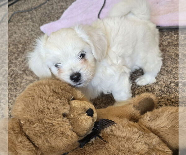 Medium Photo #3 Peke-A-Poo Puppy For Sale in Peralta, NM, USA