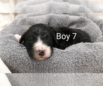 Puppy 3 Saint Berdoodle