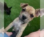 Small #2 Australian Shepherd-Catahoula Leopard Dog Mix
