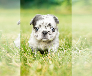 French Bulldog Puppy for sale in SYRACUSE, IN, USA