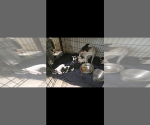 Mother of the Rat Terrier puppies born on 04/01/2026