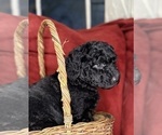 Small #2 Labradoodle mix (+ Poodle Standard)