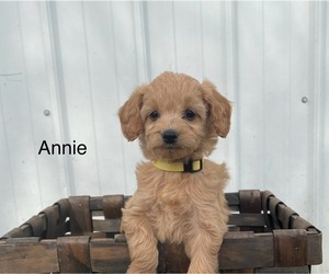 Beagle Puppy for sale in GOSHEN, IN, USA