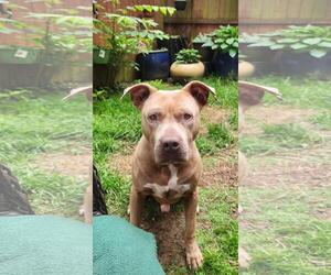 American Pit Bull Terrier Dogs for adoption in Seven Valleys, PA, USA