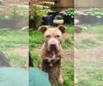 Small American Pit Bull Terrier
