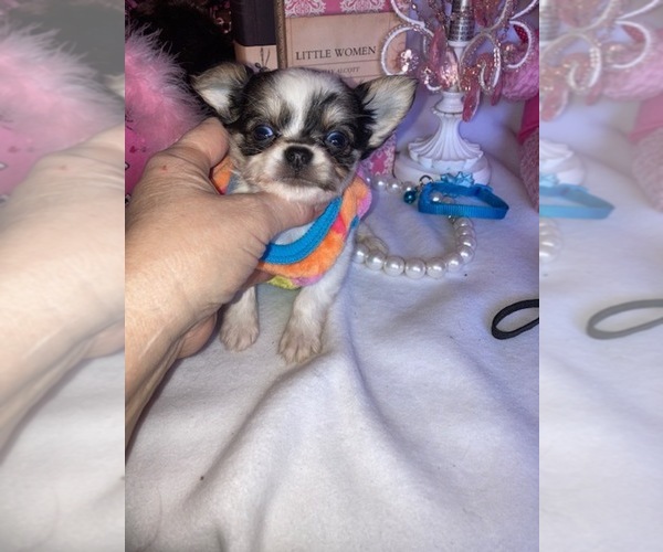 Medium Photo #3 Chihuahua Puppy For Sale in TRACY, CA, USA