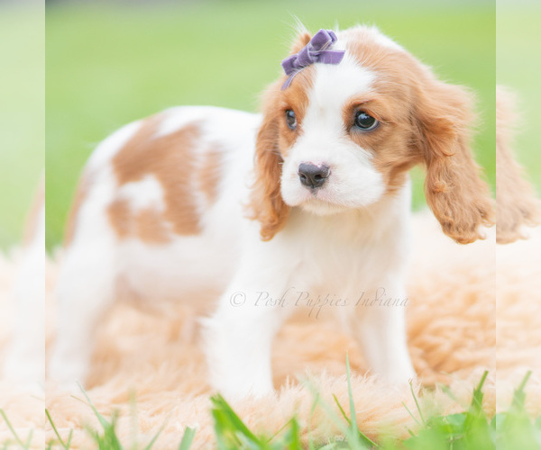 Medium Photo #3 Cavalier King Charles Spaniel Puppy For Sale in WARSAW, IN, USA