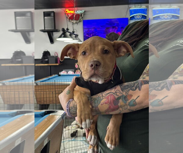 Medium Photo #9 American Staffordshire Terrier-Unknown Mix Puppy For Sale in Holly Springs, NC, USA