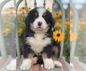 Bernese Mountain Dog Puppy for sale in SCHOHARIE, NY, USA