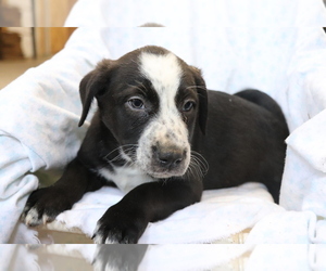 Border Collie-Hangin Tree Cowdog Mix Puppy for sale in SHILOH, OH, USA