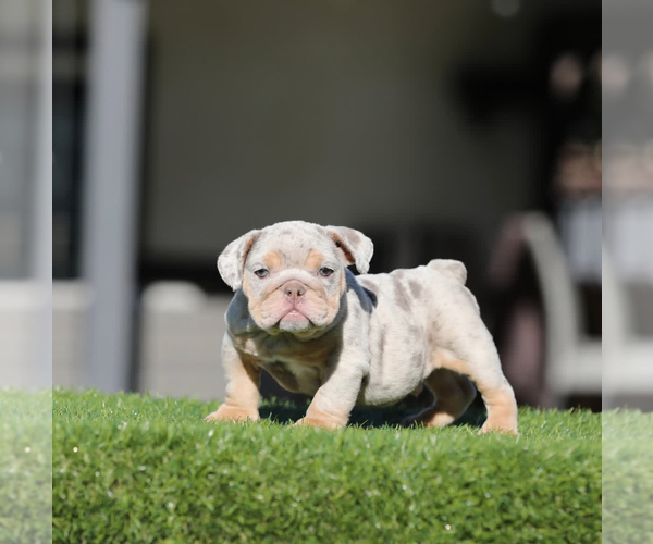Medium Photo #1 English Bulldog Puppy For Sale in SANTA BARBARA, CA, USA