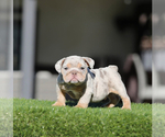 Small English Bulldog