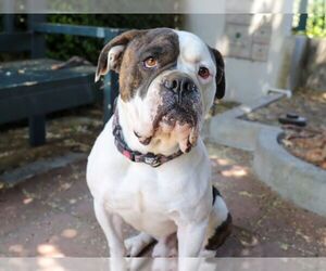 American Bulldog Dogs for adoption in Pasadena, CA, USA