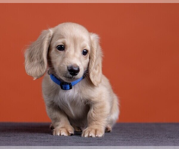 Medium Photo #49 Dachshund Puppy For Sale in CROWLEY, TX, USA