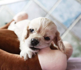 Cocker Spaniel Puppy for sale in BETHESDA, MD, USA