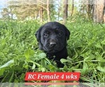 Small #7 Labrador Retriever