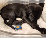 Small Photo #5 Chihuahua-Labrador Retriever Mix Puppy For Sale in Doylestown, PA, USA