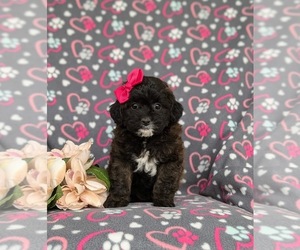 Jug-Poodle (Miniature) Mix Puppy for sale in LEOLA, PA, USA