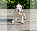 Puppy Phoenix American Bully