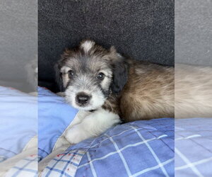 Cooper - Male Shih Tzu-Unknown Mix Dog for Adoption - Photo #3