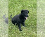 Small #1 German Shepherd Dog