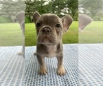 Small Photo #19 French Bulldog Puppy For Sale in BREMEN, IN, USA