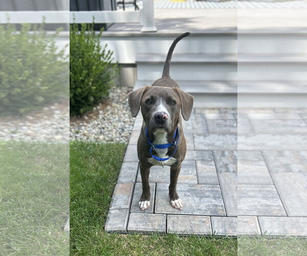 Medium Photo #2 American Pit Bull Terrier-Labrador Retriever Mix Puppy For Sale in Oakhurst, NJ, USA