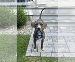 Small #1 American Pit Bull Terrier-Labrador Retriever Mix