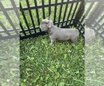 Puppy Baxter Blue French Bulldog