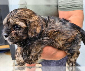 ShihPoo Puppy for sale in LA PLATA, NM, USA