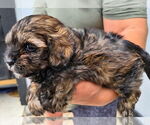 Image preview for Ad Listing. Nickname: Litter of 2