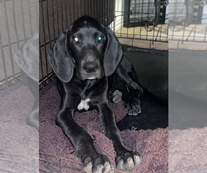 Great Dane Puppy for sale in ANNA, TX, USA