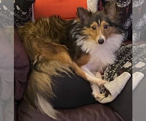 Shetland Sheepdog Puppy for sale in SWEETWATER, TN, USA