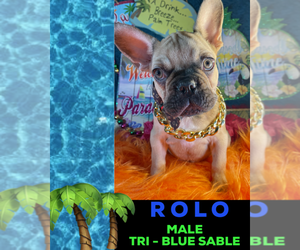 French Bulldog Puppy for sale in HEATHROW, FL, USA