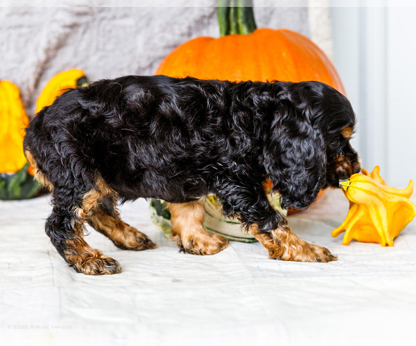Medium Photo #42 Cocker Spaniel Puppy For Sale in WAKARUSA, IN, USA