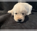 Small Photo #8 Golden Labrador Puppy For Sale in LAPEER, MI, USA