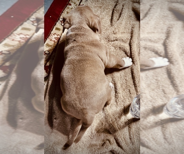 Medium Photo #11 American Bully Puppy For Sale in GROVE CITY, MN, USA