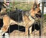 Small Photo #5 German Shepherd Dog Puppy For Sale in Rockdale, TX, USA
