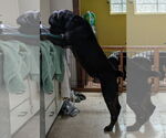 Small #3 Rottweiler