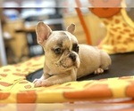 Small #11 French Bulldog