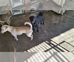 Small #6 Chihuahua
