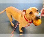 Small Photo #6 Mastiff-Unknown Mix Puppy For Sale in Canton, CT, USA