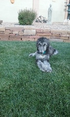 Afghan Hound Puppy for sale in ALBUQUERQUE, NM, USA
